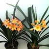 Кливии (Clivia)